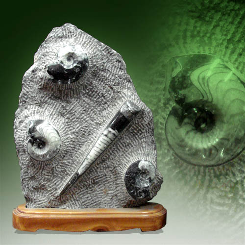 암모나이트 화석