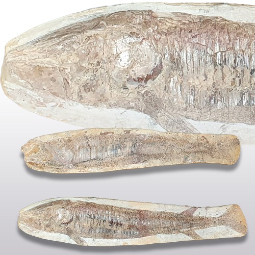 물고기 화석 한쌍(220808-6)